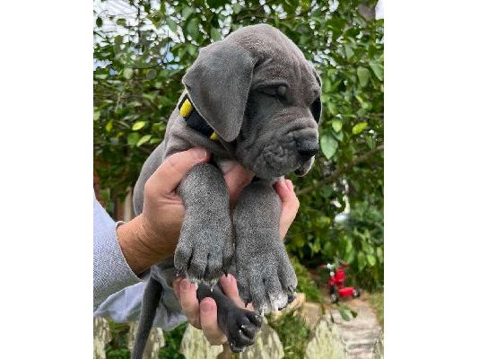 Kc reg Puppies της Great Dane